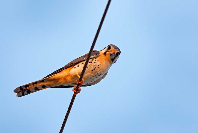 Como os pássaros não tomam choque nos fios