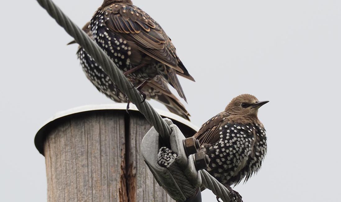 Por que os pássaros não tomam choque em fios de alta tensão