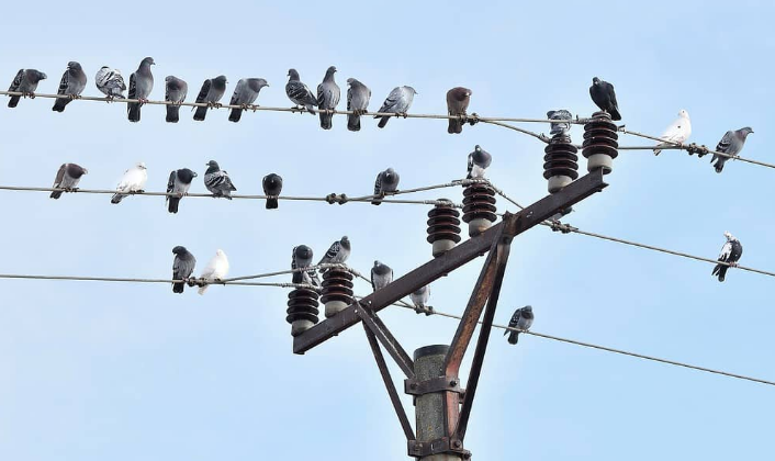 Varias passáros no fios elétricos