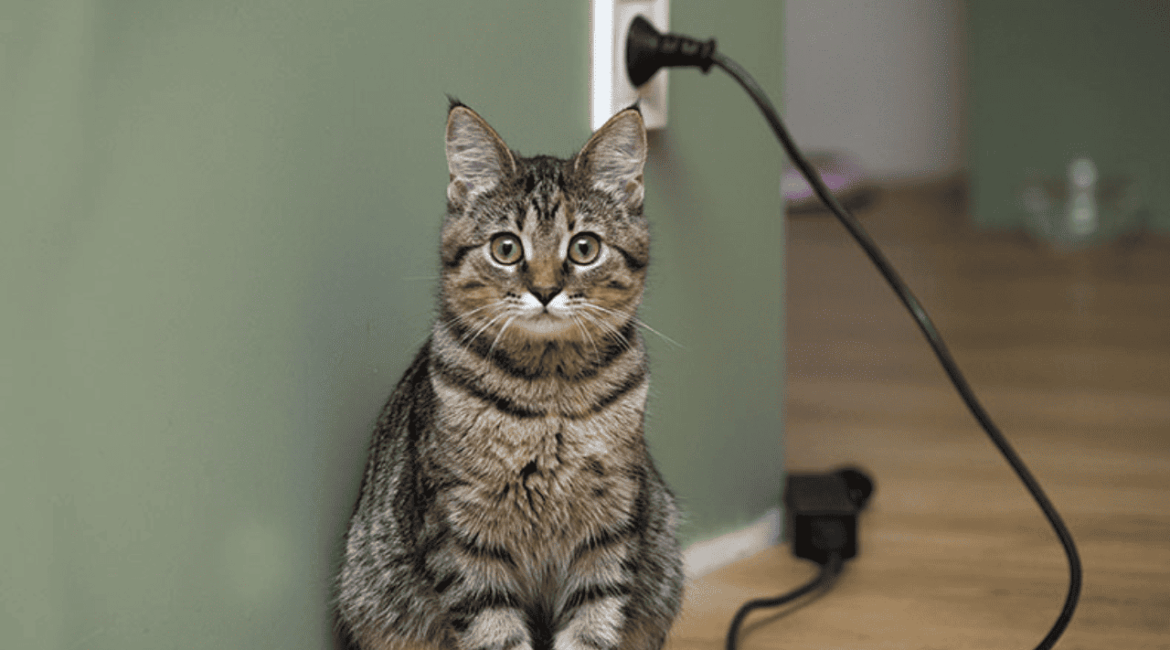 Choque elétrico em pet